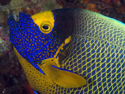 Blue-faced Angelfish, Tulamben by Doug Anderson 